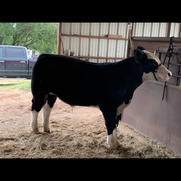 Meet your Posher, Paula - Picture 1 of 1